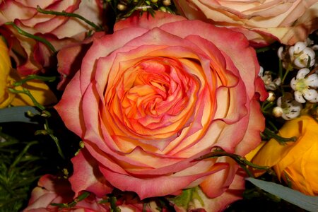 Bloom filled close up