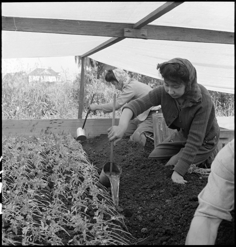 San Leandro, California. Watering young plants on a farm in Alameda County, California, prior to ev . . . - NARA - 536437