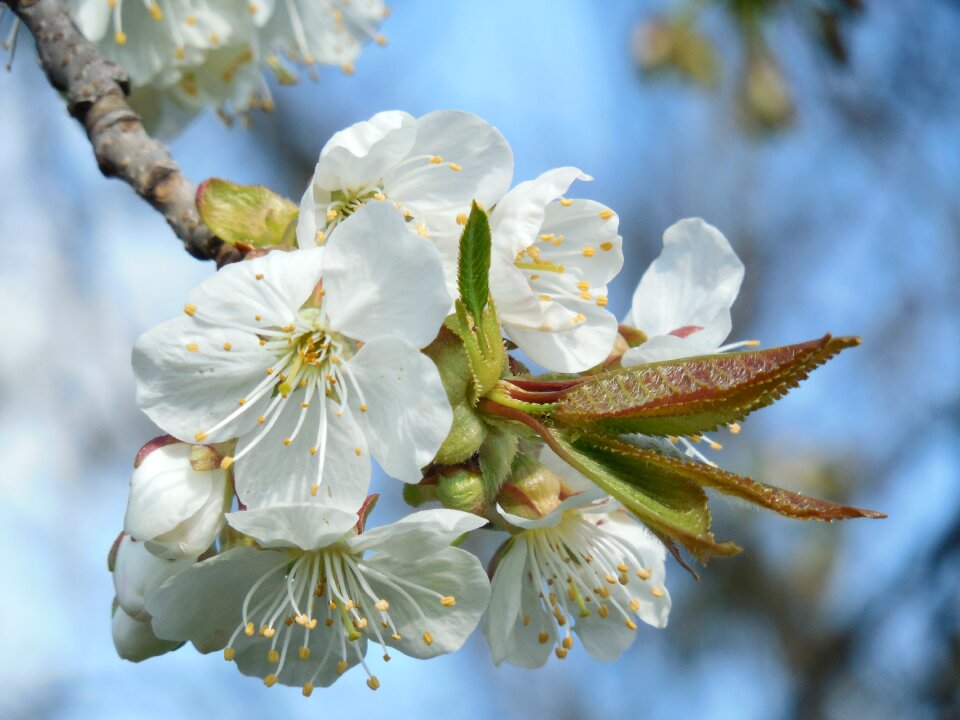 Branch sky spring