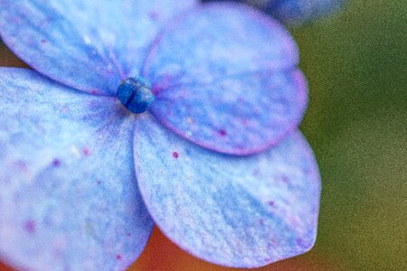 Macro nature blue flower