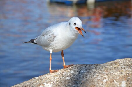 Seagull animal natural