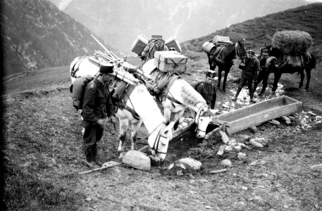 Saumkolonne beim Tränken der Tiere - CH-BAR - 3236939