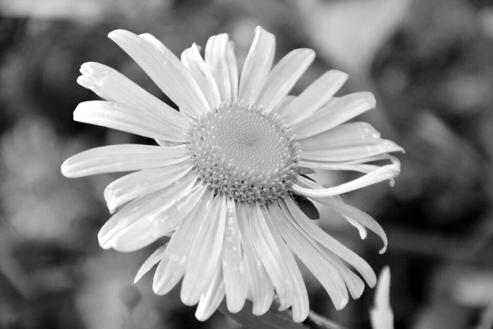 White plant botany