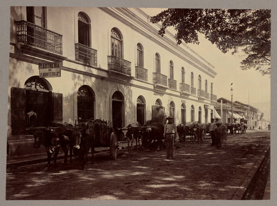 San José, Costa Rica, street with oxen-pulled carts in front of shops LOC ds.11605