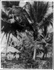San Juan, Puerto Rico, and vicinity, 1901-1903- coconut palms LCCN2006675631 photo