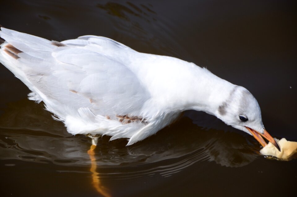 Tags with a comma separated seagulls animal natural