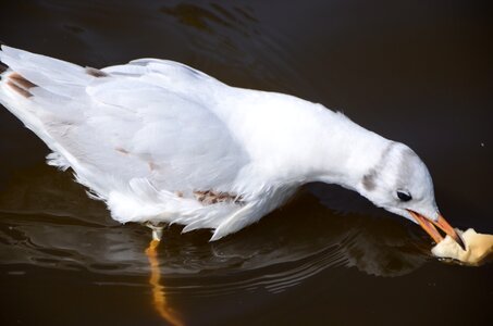 Tags with a comma separated seagulls animal natural