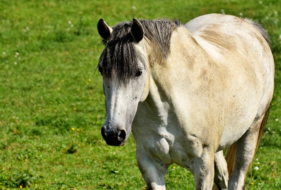 Coupling meadow horse head