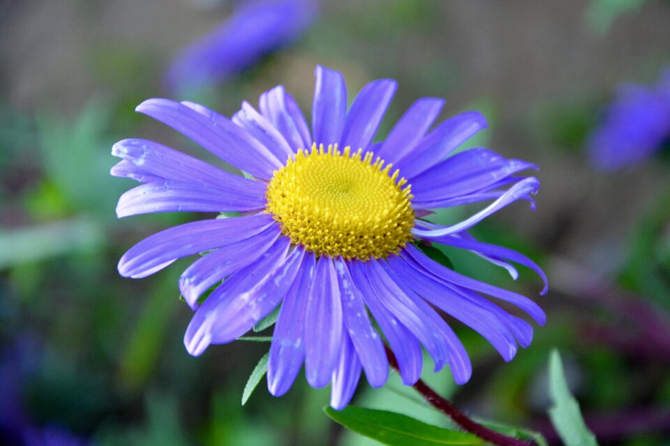 Nature garden flowering
