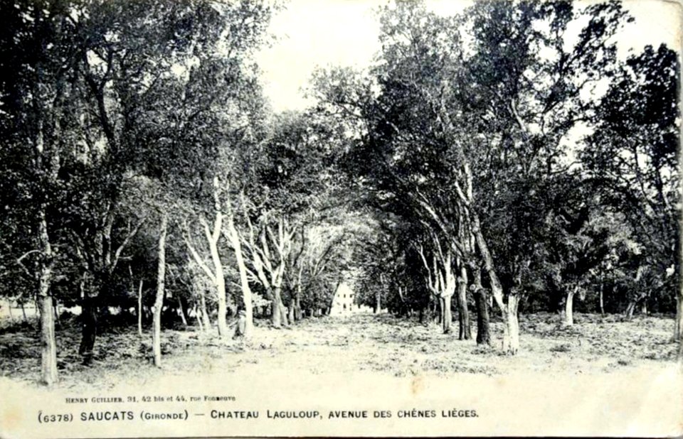 Saucats - château Grand Laguloup 4