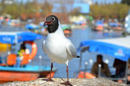 Tags with a comma separated seagulls animal natural