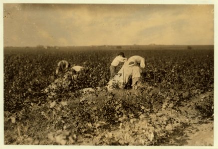 Scene in the cotton field of the Baptist Orphanage, near Waxahachie. These boys, from seven years and upwards, pick cotton, helping this man, outside of school hours. There are 20 children LOC cph.3a29823