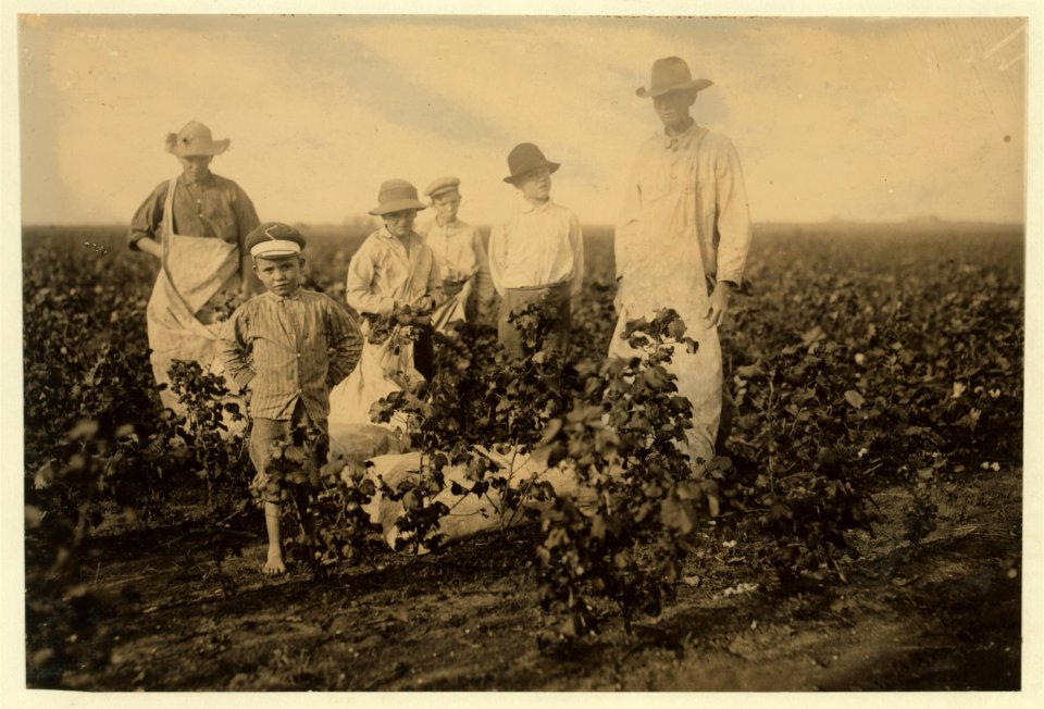 Scene in the cotton field of the Baptist Orphanage, near Waxahachie. These boys, from seven years old and upward, pick cotton, helping this man, outside of school hours., There are 20 LOC nclc.00213