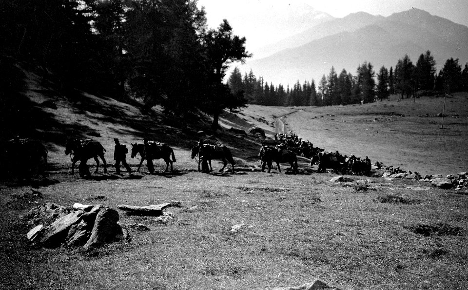 Saumkolonne der Gebirgsartillerie - CH-BAR - 3237210