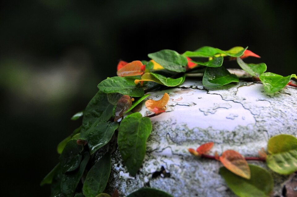 Outdoor vines stone