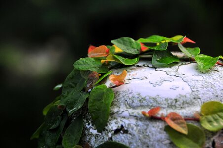 Outdoor vines stone