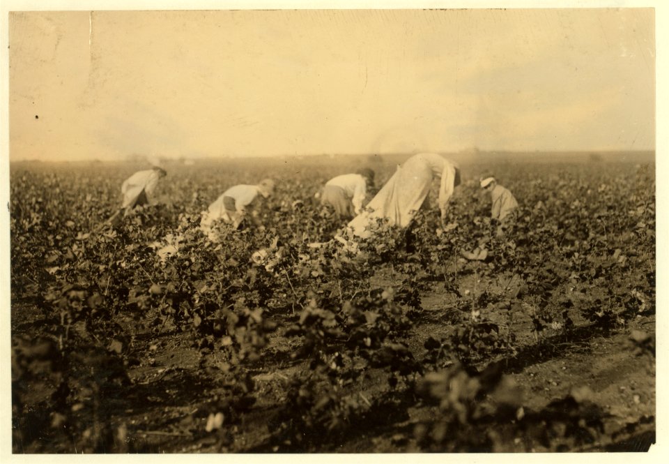 Scene is a cotton field of the Baptist Orphanage near Waxahachie. These boys from seven years old upward pick cotton helping this man outside of school hours. There are twenty children, LOC nclc.05538