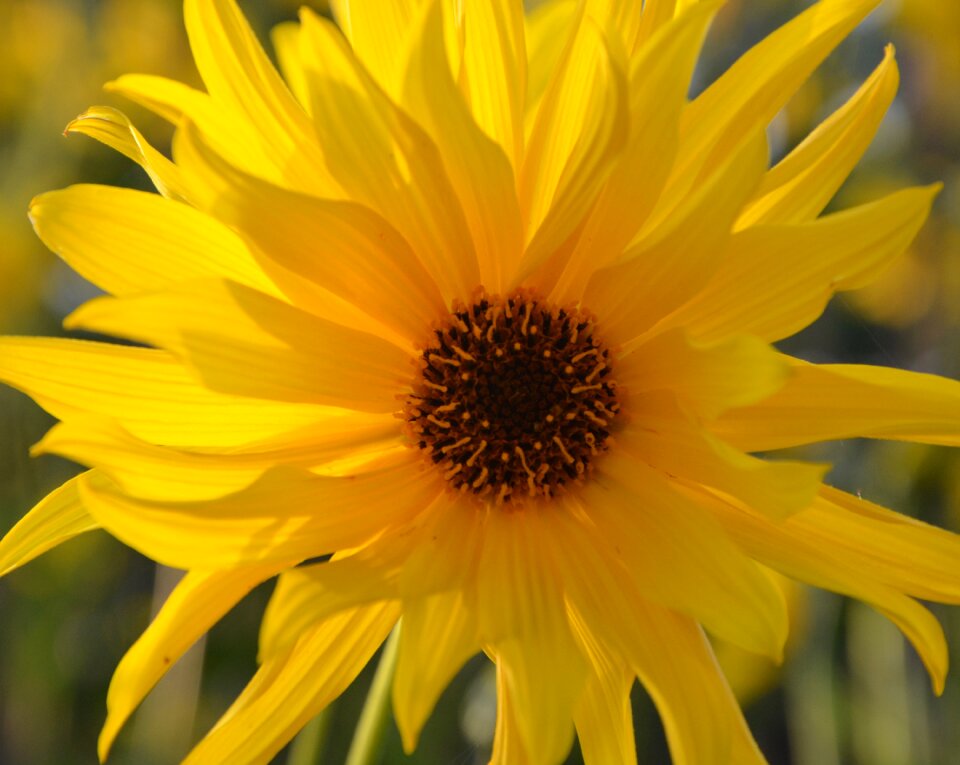 Garden flowering botany