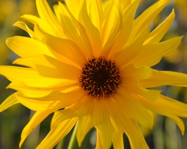 Garden flowering botany