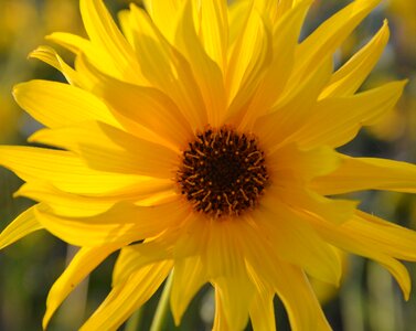 Garden flowering botany photo