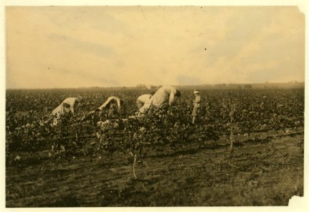 Scene in a cotton field of the Baptist Orphanage near Waxahachie. These boys from seven years old upward pick cotton, helping this man outside of school hours. There are twenty children in LOC nclc.00209
