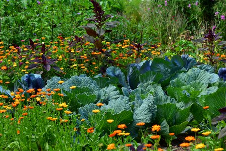 Harvest herb agriculture photo