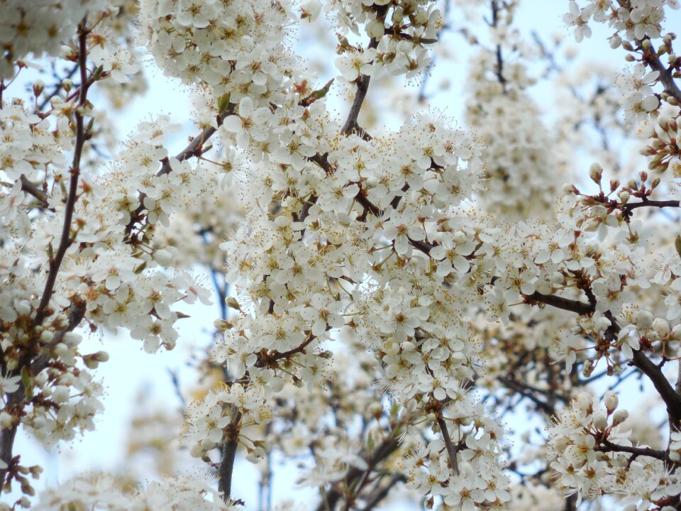 White flowers tree spring