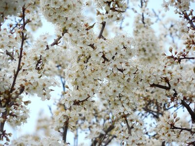 White flowers tree spring