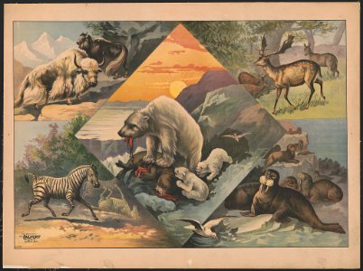 Scenes with walruses, polar bears, deer, zebras and bison LCCN2018647609