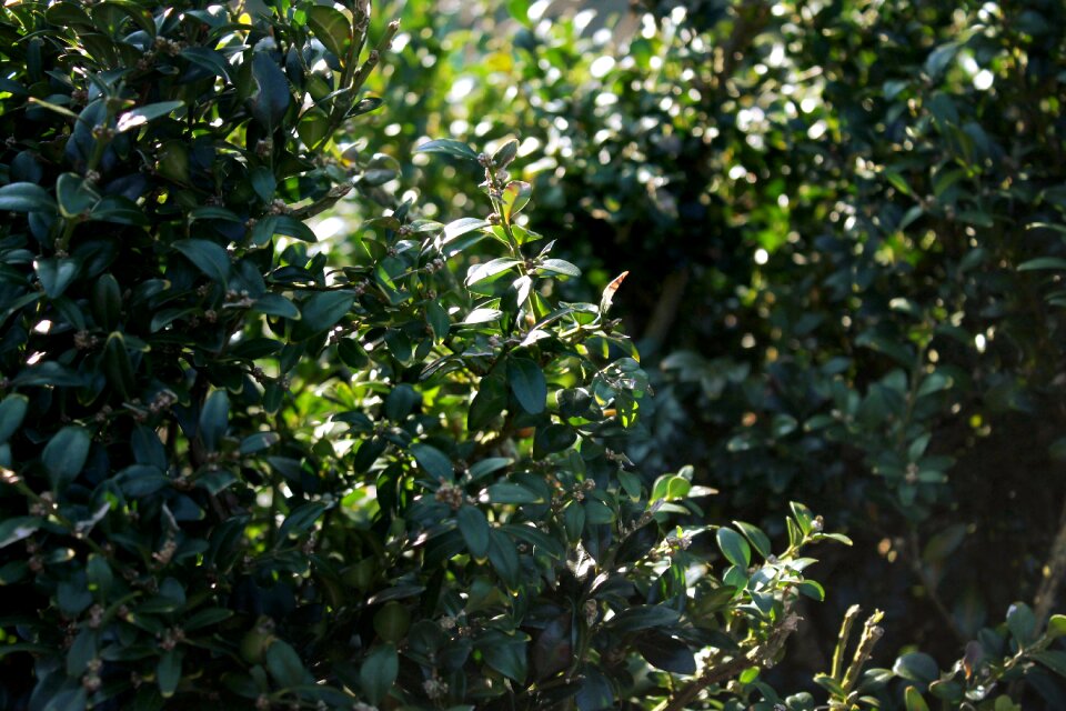 Nature leaf flora