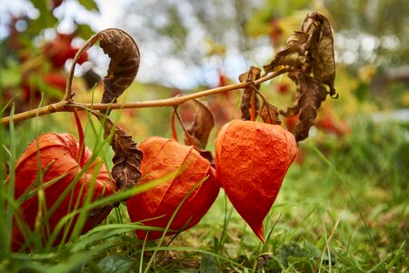 Lampionblume physalis alkekengi bright photo