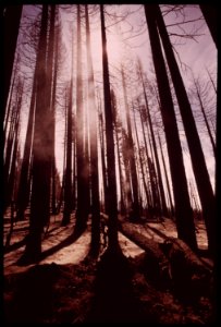 Scene-within-the-section-of-the-burn-area-known-as-granite-fire-this-part-of-the-territory-has-not-yet-been-logged-september-1973 7007100646 o