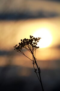 Sunset dry flowers nature