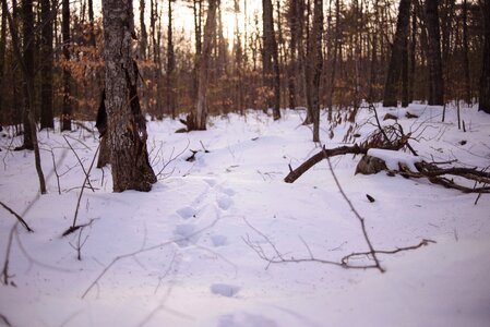 Forest nature snow photo