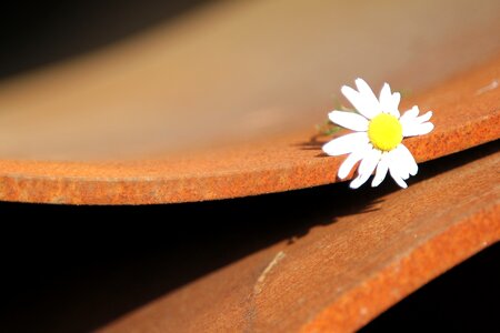 Trumpet daisy rust