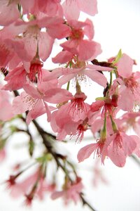 Nature plant cherry blossom