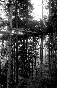 Scheinwerferanlage im Wald - CH-BAR - 3236852
