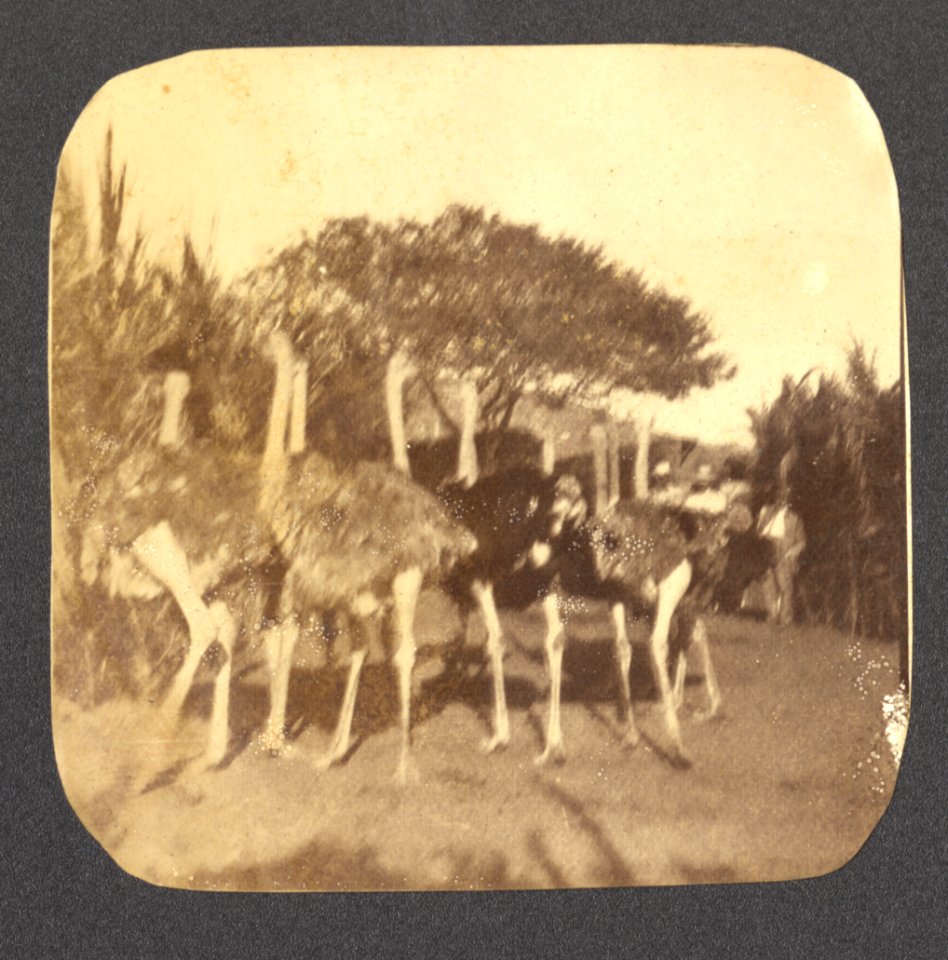 Schapen - BNA-DIG-HARTOG-ALBUM-CURACAO-101