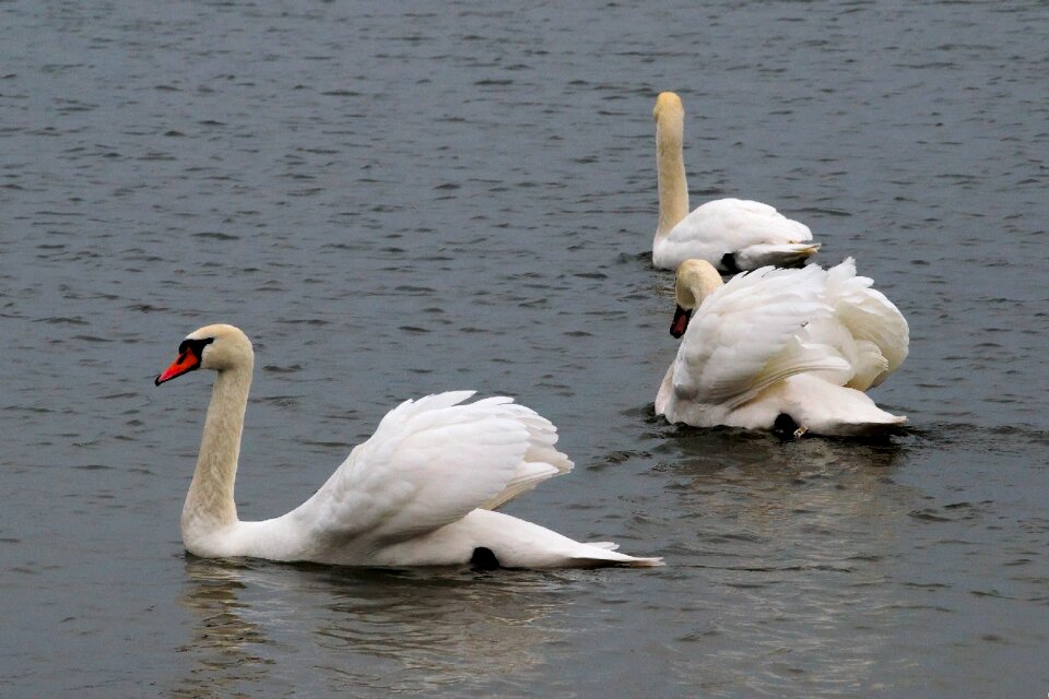 Water bird swans nature