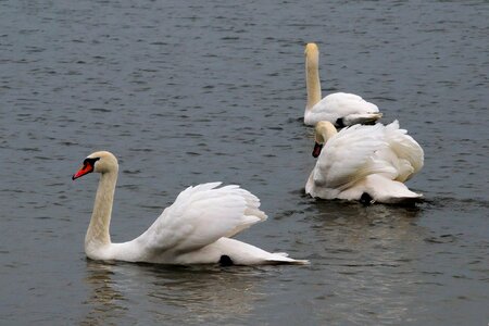 Water bird swans nature photo