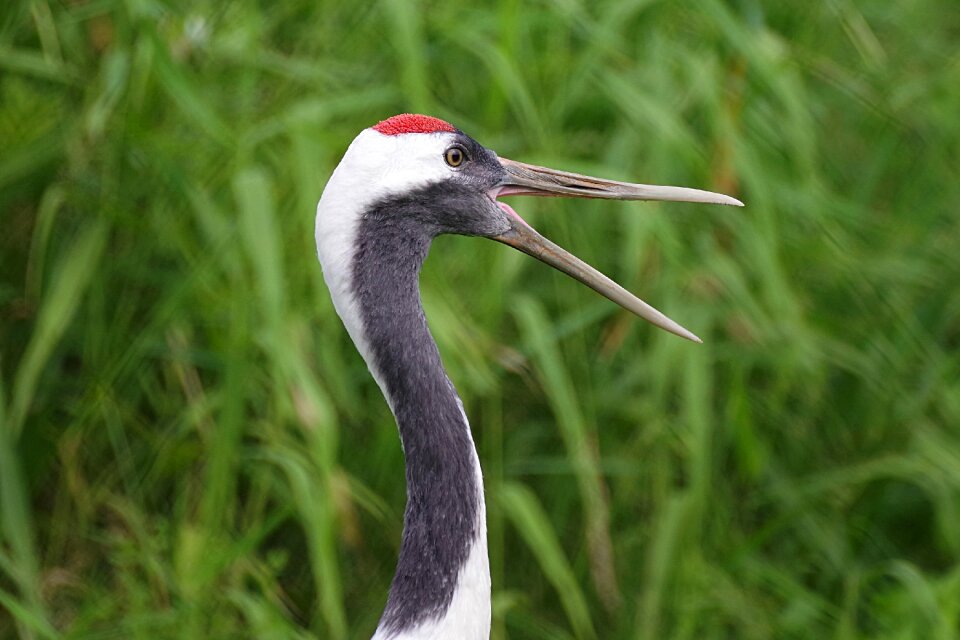 Wild animals animal the