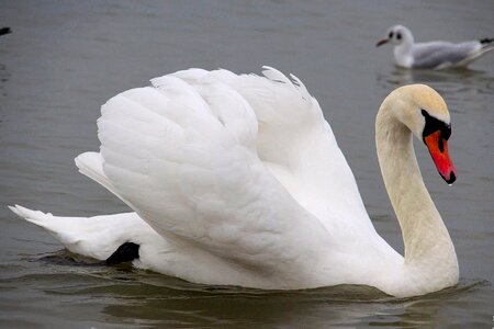 Water bird swans nature photo