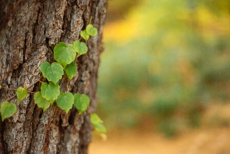 Vines plant nature