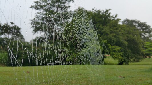 Dew wet green web photo