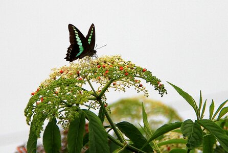 Flower garden butterfly