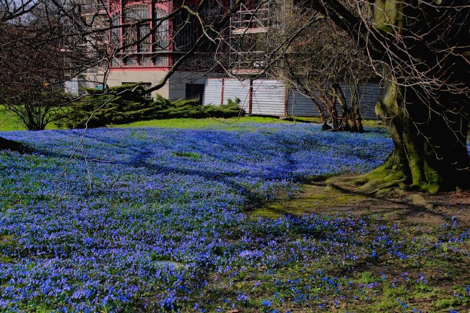 Park blue blue lawn