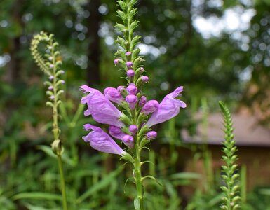Bloom plant garden