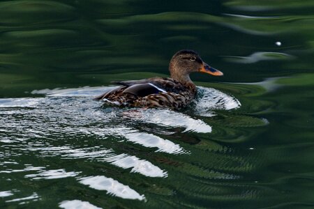 Wild animals outdoors duck photo