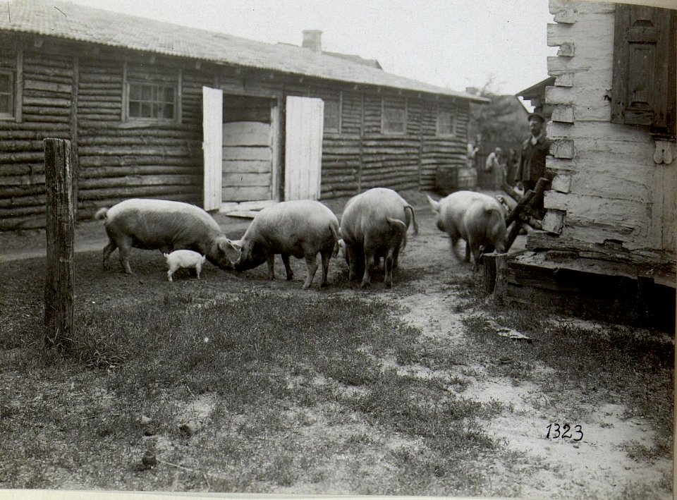 Schlachtvieh im Abshcnitt der 4. k.u.k. Armee (BildID 15686131)