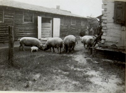 Schlachtvieh im Abshcnitt der 4. k.u.k. Armee (BildID 15686131)